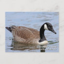 Suche nach goose postkarten Fotografie