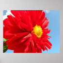 Suche nach dahlien poster Rot