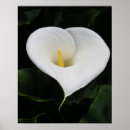 Suche nach lilly poster Blume