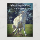 Suche nach ponys postkarten Wild