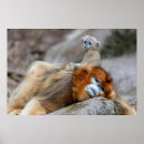 Suche nach goldener affe poster Tierwelt