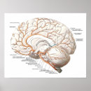 Suche nach organ anatomie poster Gehirn