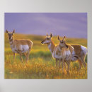 Suche nach antilopen poster Wildtiere