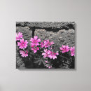 Suche nach lila und weiß leinwandbilder Blume
