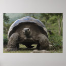 Suche nach galapagos poster Reptil