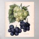 Suche nach vintage trauben poster Botanisch