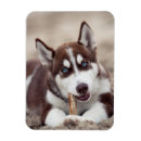 Suche nach sibirischer husky magnete Schneehund