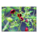 Suche nach rote erdbeeren poster Natur