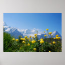 Suche nach schweizer alpen poster Blume