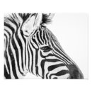 Suche nach zebra fotodruck Wild