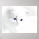 Suche nach cute cat poster Pet