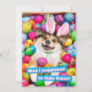Suche nach lustiges ostern einladungen Osterhase