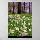 Suche nach narzisse poster Blumen