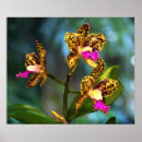 Suche nach cattleya poster Flora