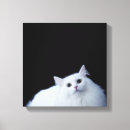 Suche nach weiße katzen leinwandbilder Niedlich