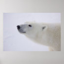 Suche nach gefährdet poster Wild