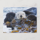 Suche nach seeotter postkarten California