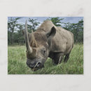 Suche nach kenia postkarten Nashorn