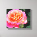 Suche nach pfirsichfarben leinwandbilder Rose