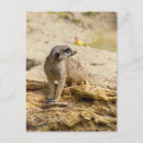 Suche nach meerkats postkarten Wild