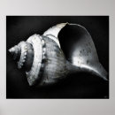 Suche nach channel poster Muschel