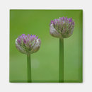 Suche nach erbse magnete Blume