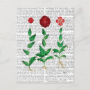 Suche nach italienisch postkarten Carnation