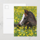 Suche nach bob langrish postkarten Blume