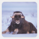 Suche nach steve aufkleber Alaska