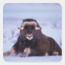 Suche nach bulle aufkleber Tierwelt