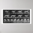 Suche nach muybridge poster Eadweard