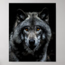 Suche nach lupus poster Wolf