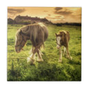 Suche nach fohlen fliesen Tier