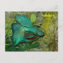 Suche nach betta fische postkarten Blau