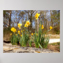 Suche nach gelbe narzissen blumen poster Natur