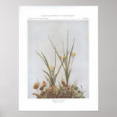 Suche nach gelbe sterne poster Blume