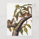 Suche nach eichhörnchen postkarten Säugetier