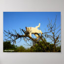 Suche nach weißes kätzchen poster Katzen