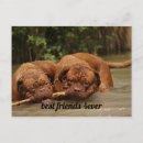 Suche nach bester hund postkarten Foto