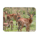 Suche nach delta magnete Botsuana