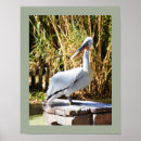 Suche nach pelican poster Wildlife