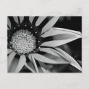 Suche nach wildblumen postkarten Für alle