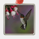 Suche nach kolibrie schmuck Vogel