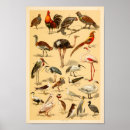 Suche nach vogel strauß poster Illustration