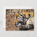 Suche nach niedliche tiger postkarten Liebe