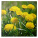 Suche nach dandelion fliesen Blume