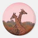 Suche nach rosa giraffe magnete Afrika