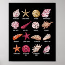 Suche nach verzieren poster Meer