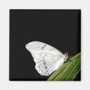 Suche nach morpho schmetterling Weiß