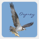 Suche nach osprey aufkleber Fliegend